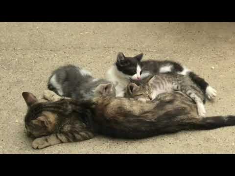 Bugaszegi szösszenetek - A Janibácsi megen pihen