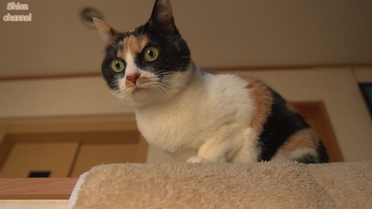 慕ってくれる後輩がさらに増えて満更でもなさそうな先住猫