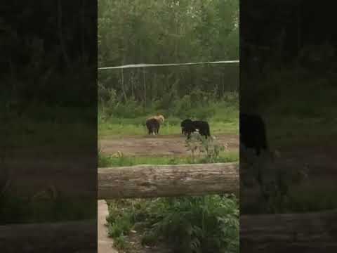 Суровые эстонские котики