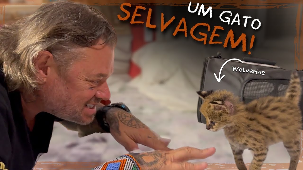 UM HÍBRIDO SELVAGEM DE GATO COM SERVAL NA CASA DOS BICHOS!