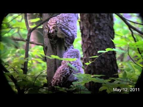 Barred owls fledging, Emily Traphagen Preserve,  6:33  Min.