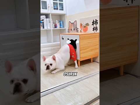 Köpek Sürekli Kediyi Rahatsız Ediyordu 🤭 #shorts