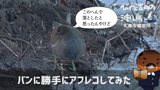 バンに勝手にアフレコしてみた【びわ湖の渡り鳥2022】