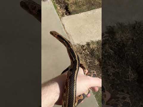 Rare Sage - George The Snake - Misc Originals