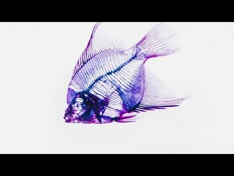 Skeeboo - Liaisons Dangereuses [Album Art Video]