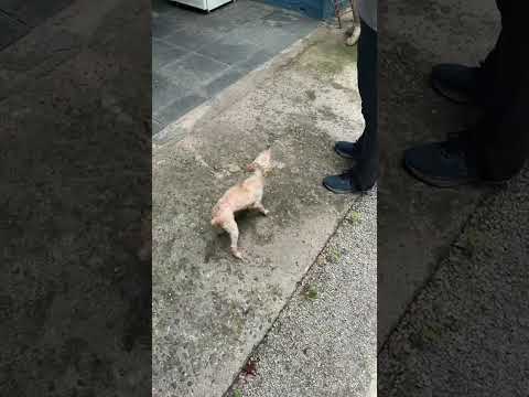 Vídeo de Idosinha 