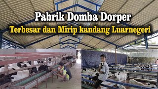 Download lagu Berkunjung ke Pabrik Breeding Domba Dorper Terbesar dan kandang mirip luarnegeri mp3