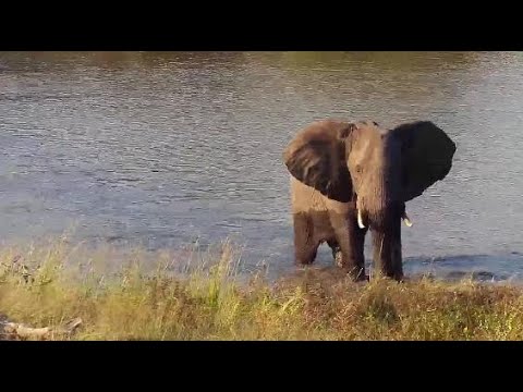 Djuma: Lone Elephant - 16:05- 05/15/20