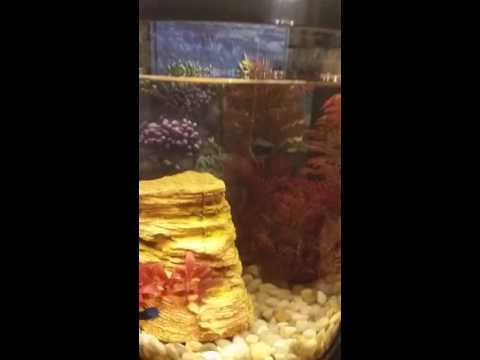 Betta and black molly fish in one tank.