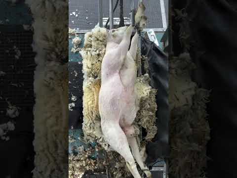 Koyun Kırkma Sistemi