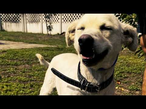 "Šapa na dlanu" - 27.09.2025. Dunav televizija