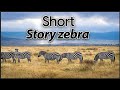 Zebra Life Style Short Story Hindi Urdu English