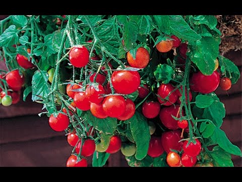 , title : 'Высокоурожайные балконные помидоры'