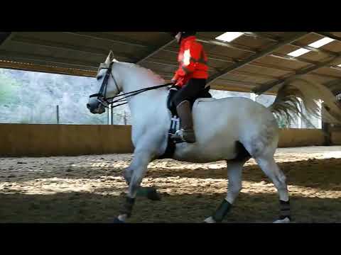 Dressage:  Piaffe Passage & Canter Collection Exercises with Brillante