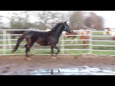 Diamond Big Star Boy - FOR SALE - Allrounder geb 6/2017 EM 173cm++ Duir Ask Ichschi Silverboy