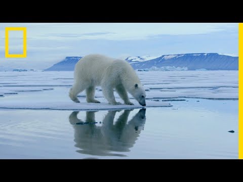 La chasse de l'ours polaire