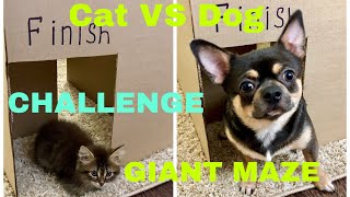 Giant Maze Kitten Cat vs Puppy Dog Challenge - Who Will Win ?