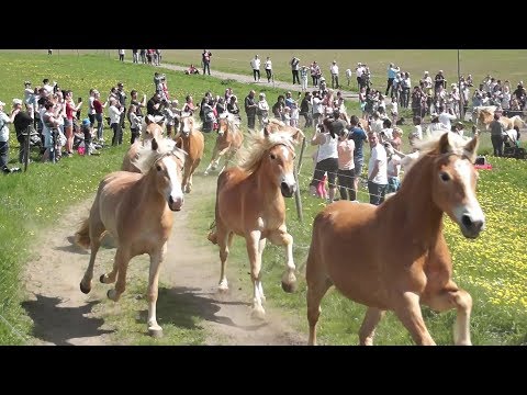 Weideauftrieb - Die Haflinger vom Gestüt Meura