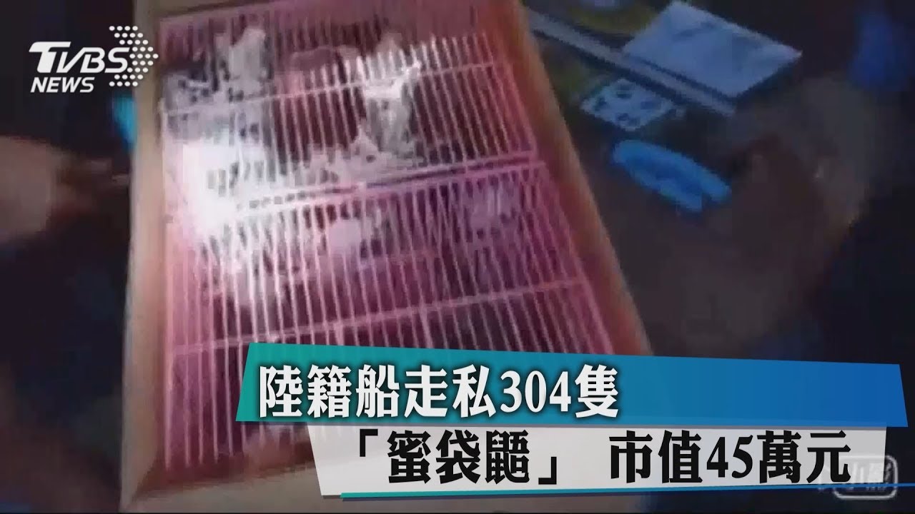 陸籍船走私304隻「蜜袋鼯」 市值45萬元