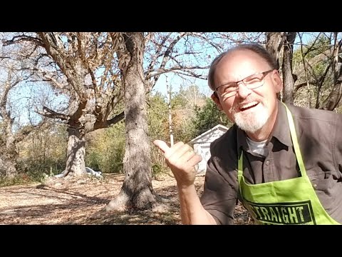 Daily Art Adventure 256. Another Old Tree On An Old Farm.