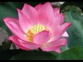 Ananda Shankar - Mamata (affection)