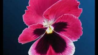 =RYO= - Mushi (Dir&#39;en Grey acoustic cover)