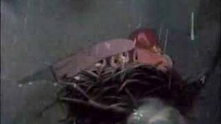 Bambi - Little April Shower (German)