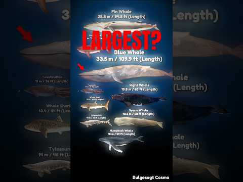 SEA MONSTER SIZE COMPARISON (REAL WORLD)