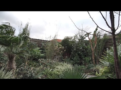 Eunice what are you doing to my garden!?