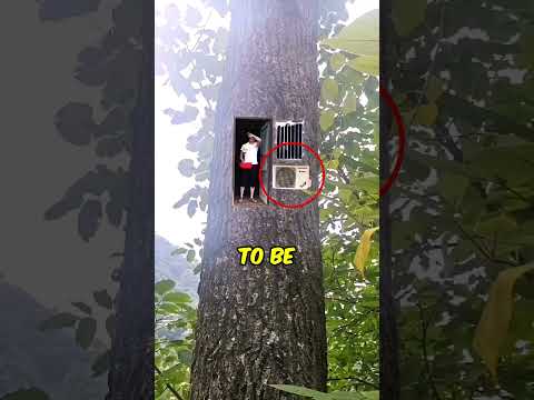 Tree House in China 😍