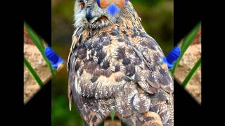 ALGUÉM CANTANDO - BRAZILIAN VOICES