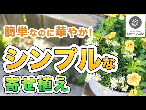 園芸 ハワイアン パーム、リマーカブル ブリガミア、ブリガム パーム