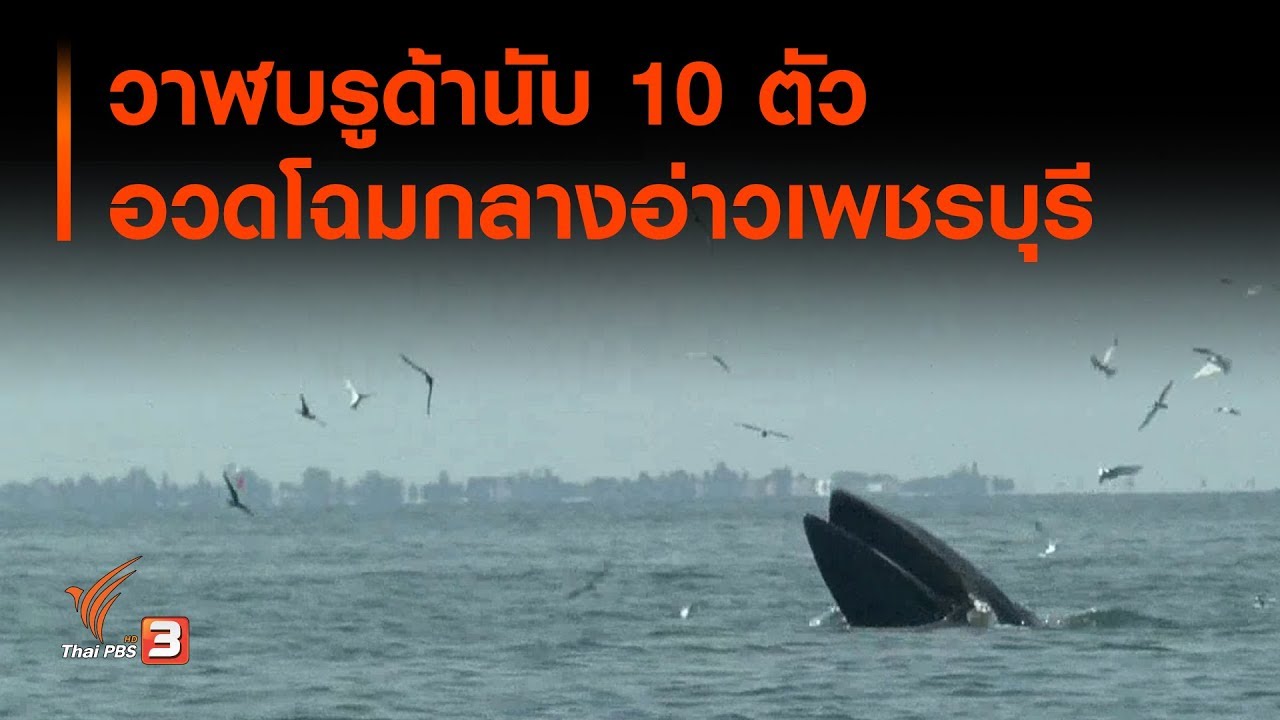 ชมวาฬบรูด้า