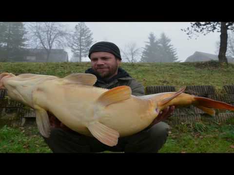Karpfen 20+ "Riesenfische" angeln in Kärnten
