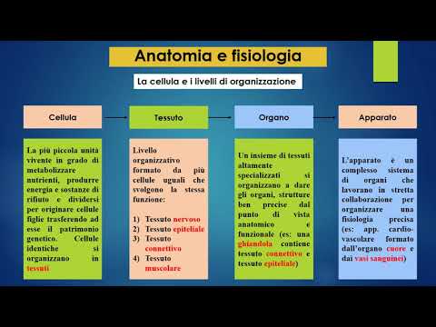 Anatomia