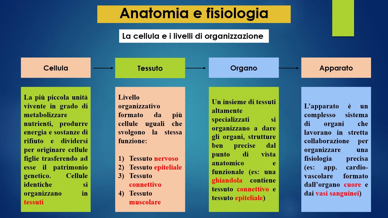 Anatomia