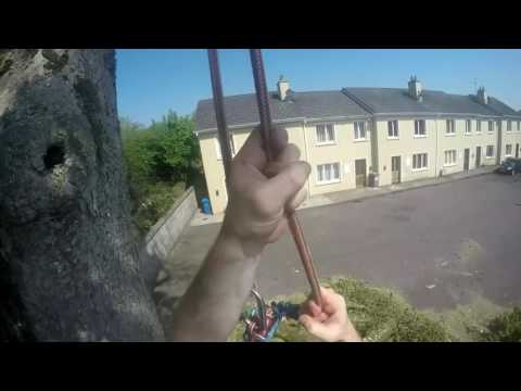 topping out maple tree in aherla