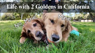 Days in my life with 2 Goldens | Brunch date + fetch, Grooming, weekend household chores, plant care