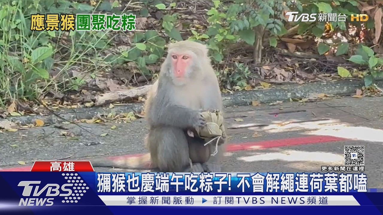 影音/猴子也慶端午吃粽! 蔬果堆成小山 疑刻意餵食最高罰1萬