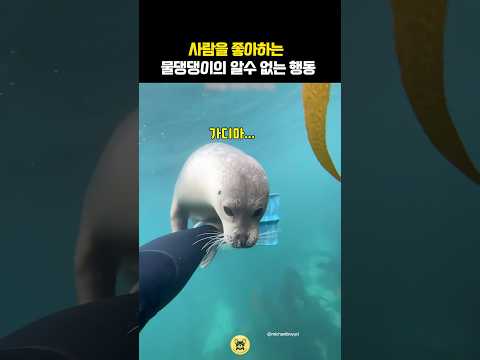사람을 좋아하는 물댕댕이의 알수없는 행동😮 #동물 #물범 #물개