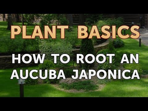 How to Dry an Overwatered Plant