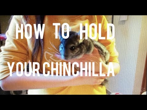 download lagu mp3 mp4 How To Handle A Chinchilla, download lagu How To Handle A Chinchilla gratis, unduh video klip How To Handle A Chinchilla