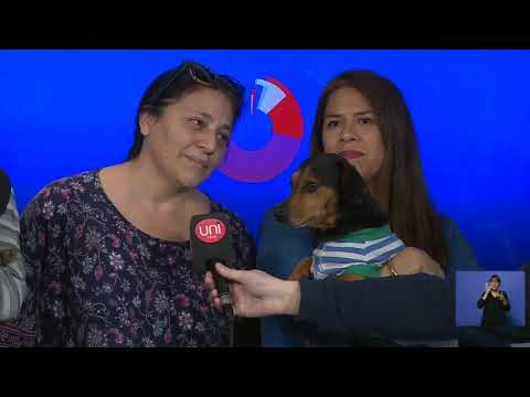 Encuentro de perros salchicas