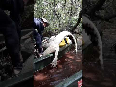 Capturando un cocodrilo cubano en la Ciénaga de Zapata.