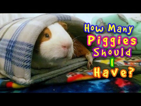 YouTube video about: How many toes does a guinea pig have?