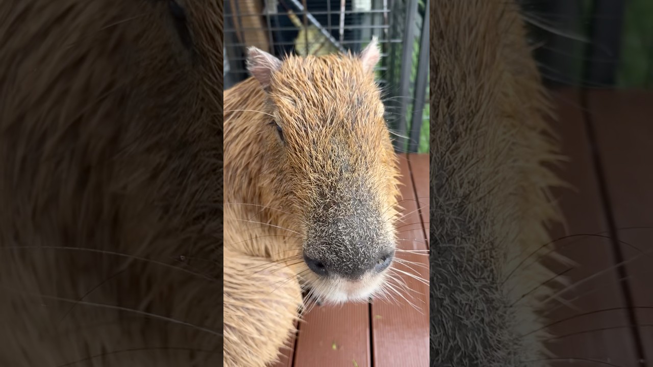 Do you have a minutes?? #capybara #capybaracafe #cappiness   #shinjuku #animalcafe