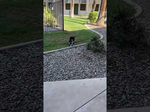 Dog lovers #doglovers #dog