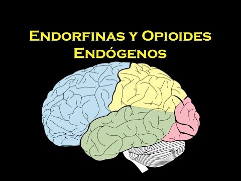 Endorfinas y opioides endógenos