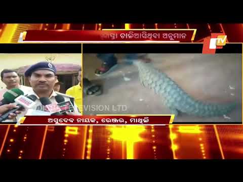 Forest dept officials rescue pangolin in Malkangiri