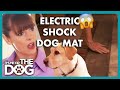 Dog Gets Electro Shock When Running Out the Door😨 | It’s Me or The Dog